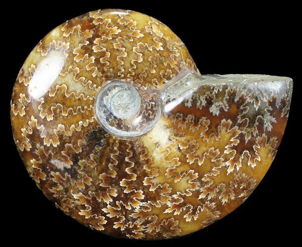 Polished, Agatized Ammonite (Cleoniceras) - Madagascar #54714